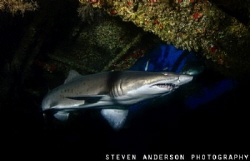 Sand Tiger Shark hovers in the Aeolus, a wreck off of Nor... by Steven Anderson 